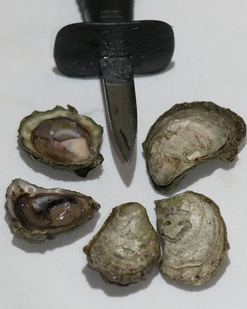 Crack the Shell: A Professional Shucking Masterclass for Home Entertainers