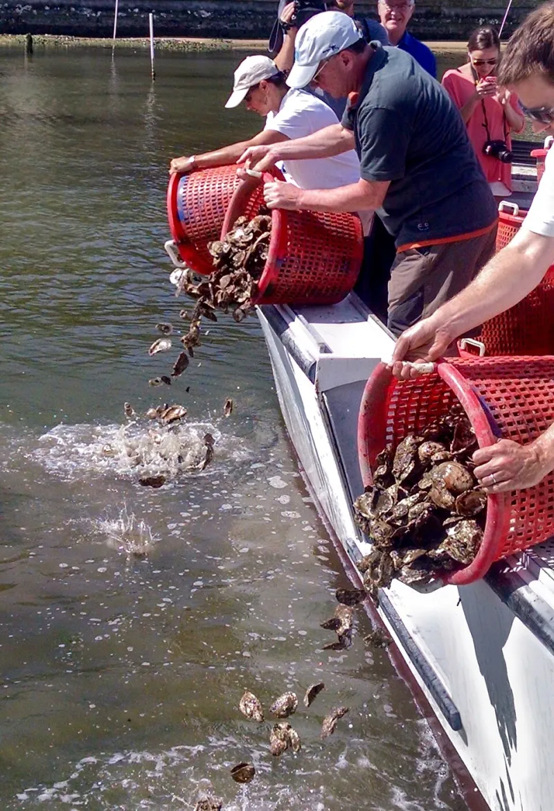 Shells as Scaffolding: The Science and Soul of Rebuilding Harris Creek's Oyster Reefs