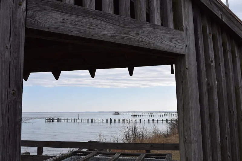 Tasting the Chesapeake: What Makes Harris Creek Oysters a Study in Liquid Geography