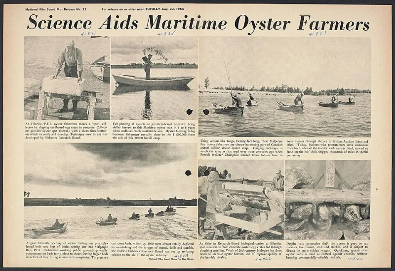 Tides and Ledgers: The Financial Realities Facing Harris Creek's Oyster Farmers